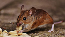 24 Hour & Emergency Exterminators in Buena Vista Township, NJ